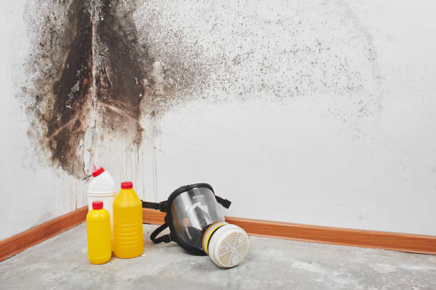 Best Residential Mold Remediation in Erath, LA