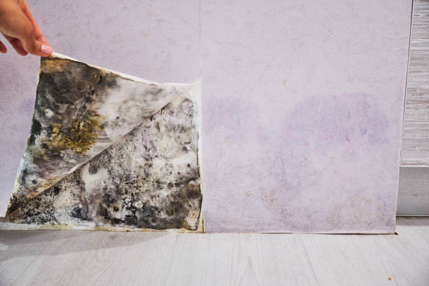 Best Health and Safety Mold Remediation in Erath, LA